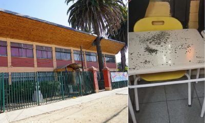 grave plaga de roedores afecta escuela en villa alemana