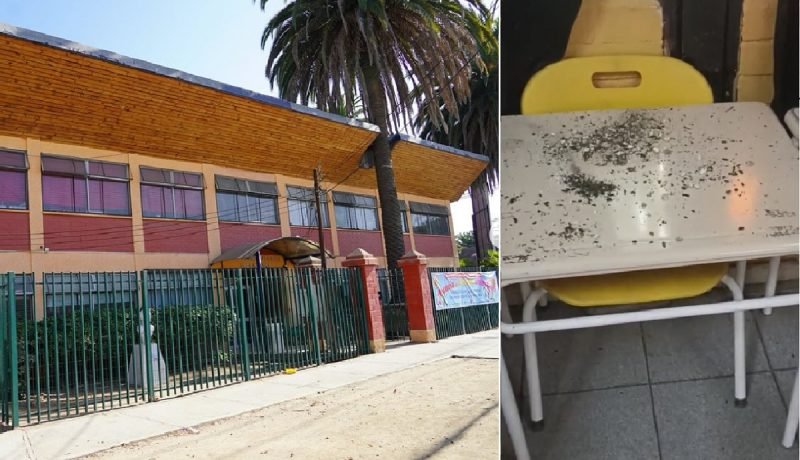 grave plaga de roedores afecta escuela en villa alemana