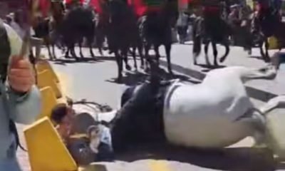 jinete granaderos cae en parada militar de quillota
