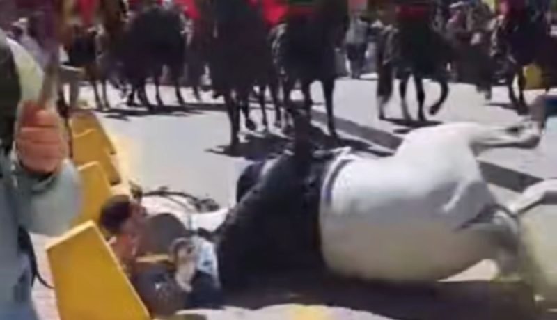 jinete granaderos cae en parada militar de quillota