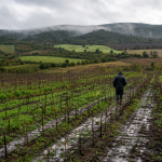 Campos agrícolas de Casablanca después de las lluvias