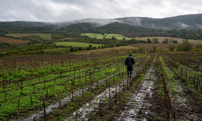 Campos agrícolas de Casablanca después de las lluvias