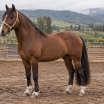 Caballo en una medialuna rural del valle de Casablanca