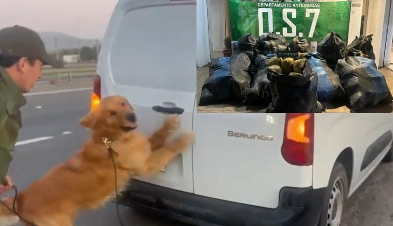 inicia investigación por decomiso de 316 kilos de marihuana en la ligua