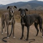Dos perros galgos en un camino rural del valle de Casablanca