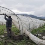 Agricultor repara un invernadero después de las lluvias
