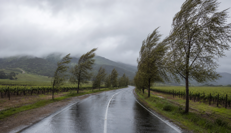 Camino rural mojado entre viñedos de Casablanca bajo lluvia débil y viento
