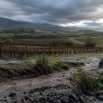 Viñedos del valle de Casablanca con suelo húmedo y escorrentía después de la lluvia