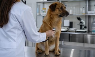 Estudiante examina a un perro durante una práctica de medicina veterinaria