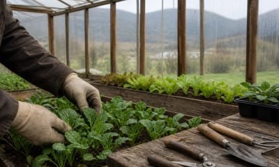 Manos con guantes trabajan entre hortalizas dentro de un invernadero