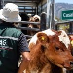 Funcionario del SAG controla la identificación de un bovino durante un traslado de animales en Casablanca