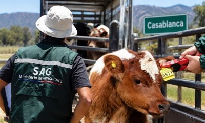 Funcionario del SAG controla la identificación de un bovino durante un traslado de animales en Casablanca