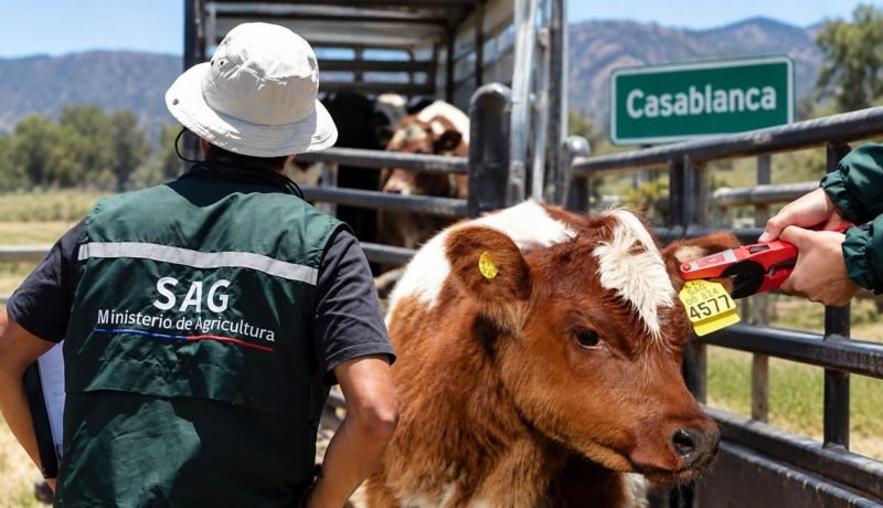 Funcionario del SAG controla la identificación de un bovino durante un traslado de animales en Casablanca