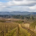 Viñedo de invierno entre cerros del valle de Casablanca