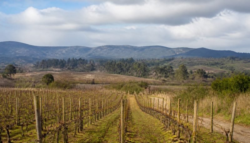 Viñedo de invierno entre cerros del valle de Casablanca